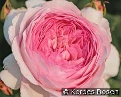 Alexandra Princess de Louxembourg (Shrub Rose) Picture of the rose 'Alexandra Princess de Louxembourg' (Shrub Rose)