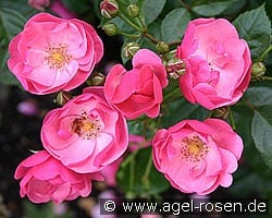 Angela (Shrub Rose) Picture of the rose 'Angela' (Shrub Rose)