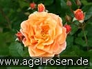 Picture of the rose 'Arabia' (Shrub Rose)