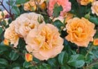 Arabia (Shrub Rose) Picture of the rose 'Arabia' (Shrub Rose)