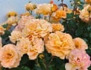 Arabia (Shrub Rose) Picture of the rose 'Arabia' (Shrub Rose)