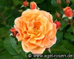 Arabia (Shrub Rose) Picture of the rose 'Arabia' (Shrub Rose)