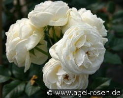 Artemis (Shrub Rose) Picture of the rose 'Artemis' (Shrub Rose)