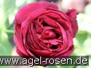 Picture of the rose 'Astrid Gräfin von Hardenberg' (Shrub Rose)