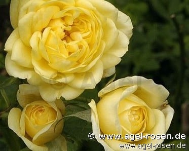 Picture of the rose 'Belle Renaissance' (Shrub Rose)