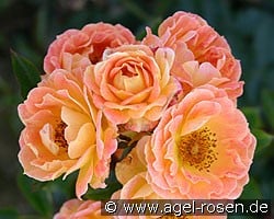 Bessy (Shrub Rose) Picture of the rose 'Bessy' (Shrub Rose)
