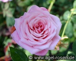 Blossomtime (Shrub Rose) Picture of the rose 'Blossomtime' (Shrub Rose)