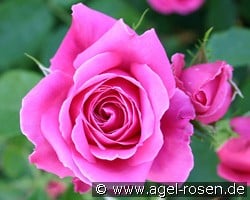 Cardiff (Shrub Rose) Picture of the rose 'Cardiff' (Shrub Rose)