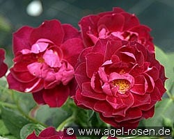 Cardinal Hume (Shrub Rose) Picture of the rose 'Cardinal Hume' (Shrub Rose)