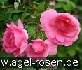 Picture of the rose 'Centennaire de Lourdes rose' (Shrub Rose)