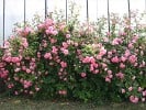 Centennaire de Lourdes rose (Shrub Rose) Picture of the rose 'Centennaire de Lourdes rose' (Shrub Rose)