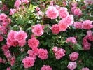 Centennaire de Lourdes rose (Shrub Rose) Picture of the rose 'Centennaire de Lourdes rose' (Shrub Rose)