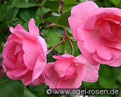 Centennaire de Lourdes rose (Shrub Rose) Picture of the rose 'Centennaire de Lourdes rose' (Shrub Rose)