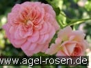 Picture of the rose 'Concerto 94' (Shrub Rose)