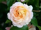 Concerto 94 (Shrub Rose) Picture of the rose 'Concerto 94' (Shrub Rose)