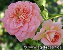 Concerto 94 (Shrub Rose) Picture of the rose 'Concerto 94' (Shrub Rose)