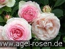Picture of the rose 'Eden Rose' (Shrub Rose)