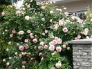 Eden Rose (Shrub Rose) Picture of the rose 'Eden Rose' (Shrub Rose)