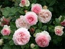 Eden Rose (Shrub Rose) Picture of the rose 'Eden Rose' (Shrub Rose)