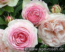 Eden Rose (Shrub Rose) Picture of the rose 'Eden Rose' (Shrub Rose)