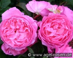 Flashlight (Shrub Rose) Picture of the rose 'Flashlight' (Shrub Rose)