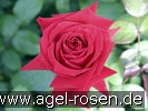 Picture of the rose 'Isabella Rosselini' (Shrub Rose)