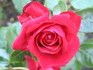 Isabella Rosselini (Shrub Rose) Picture of the rose 'Isabella Rosselini' (Shrub Rose)