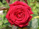 Isabella Rosselini (Shrub Rose) Picture of the rose 'Isabella Rosselini' (Shrub Rose)