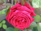 Isabella Rosselini (Shrub Rose) Picture of the rose 'Isabella Rosselini' (Shrub Rose)