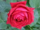 Isabella Rosselini (Shrub Rose) Picture of the rose 'Isabella Rosselini' (Shrub Rose)