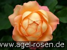 Picture of the rose 'Johannes Rau' (Shrub Rose)