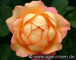 Johannes Rau (Shrub Rose) Picture of the rose 'Johannes Rau' (Shrub Rose)
