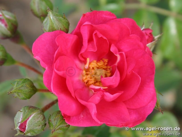 Picture of the rose 'Kölln' (Shrub Rose)