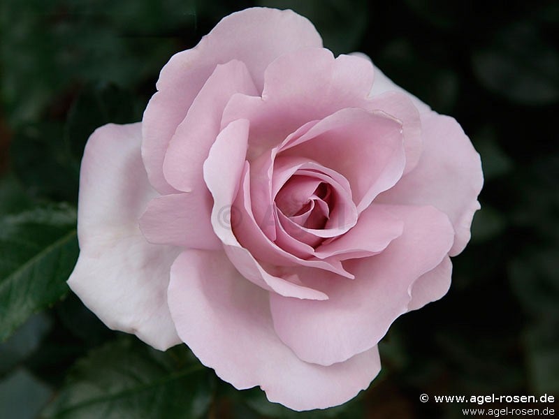 Picture of the rose 'La Rose du Petit Prince' (Shrub Rose)
