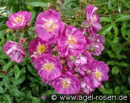 Lavender Friendship  kaufen, click for more details Lavender Friendship