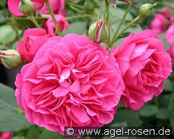 Maria (Shrub Rose) Picture of the rose 'Maria' (Shrub Rose)