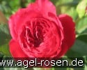 Picture of the rose 'Nadja Renaissance' (Shrub Rose)