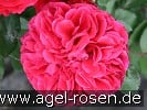 Picture of the rose 'Nadja Renaissance' (Shrub Rose)