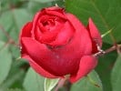 Nadja Renaissance (Shrub Rose) Picture of the rose 'Nadja Renaissance' (Shrub Rose)
