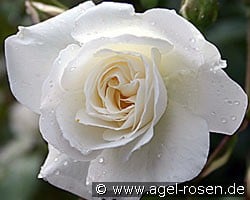 Schneewittchen (Shrub Rose) Picture of the rose 'Schneewittchen' (Shrub Rose)