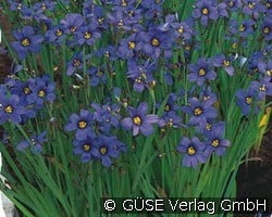 Binsenlilie (Perennials for rockeries & drywalls) Picture of the perennial 'Binsenlilie' (Sisyrinchium angustifolium)
