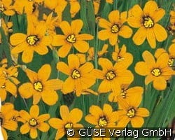 Binsenlilie (Stauden für Steingärten & Trockenmauern) Bild der Staude 'Binsenlilie' (Sisyrinchium californicum)