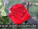 Bild der Rose 'Abraxas' (Strauchrose)