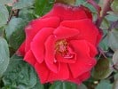 Abraxas (Strauchrose) Bild der Rose 'Abraxas' (Strauchrose)