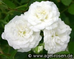 Alba Meidiland (Strauchrose) Bild der Rose 'Alba Meidiland' (Strauchrose)
