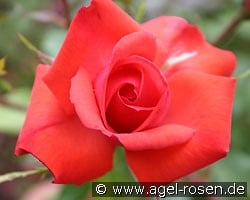 Altenburg (Strauchrose) Bild der Rose 'Altenburg' (Strauchrose)