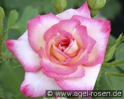 Arabella (Strauchrose) Bild der Rose 'Arabella' (Strauchrose)