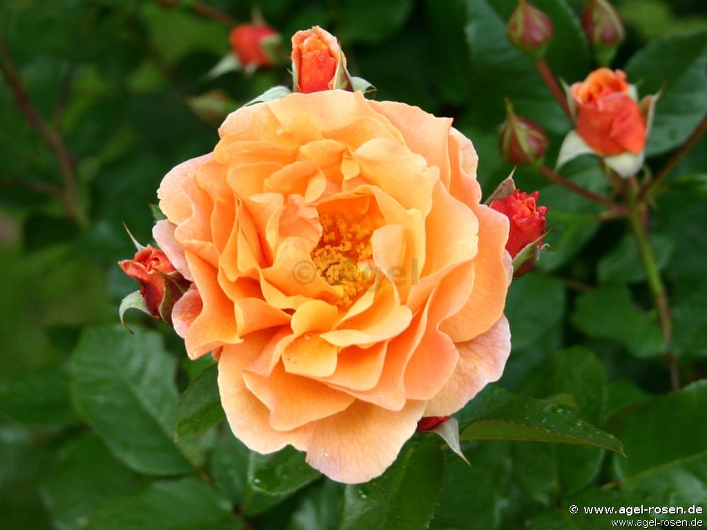 Arabia (Strauchrose) Bild der Rose 'Arabia' (Strauchrose)