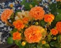 Arabia (Strauchrose) Bild der Rose 'Arabia' (Strauchrose)