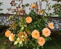 Arabia (Strauchrose) Bild der Rose 'Arabia' (Strauchrose)